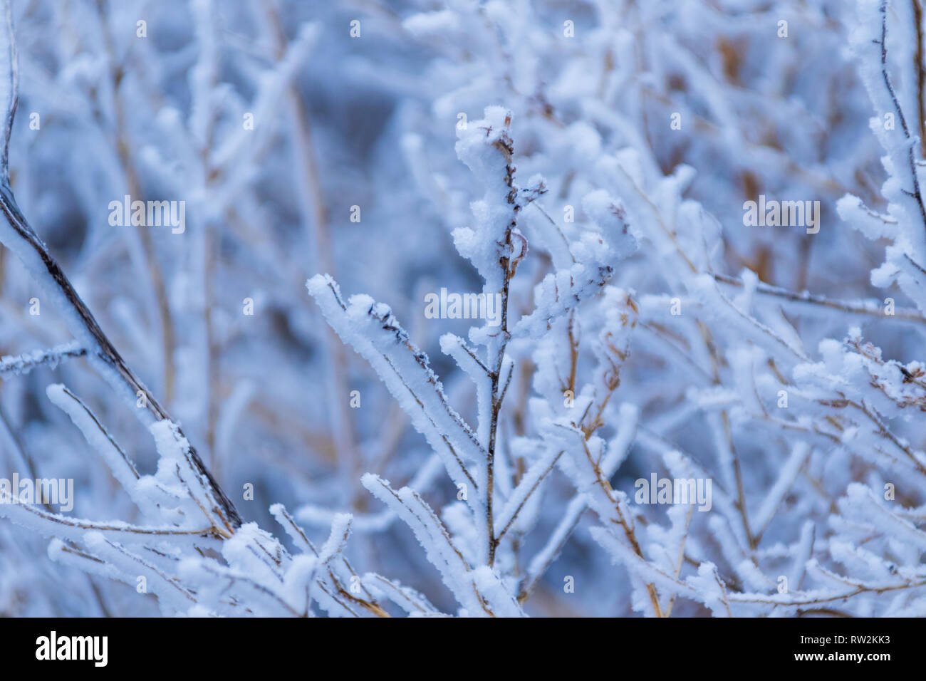 on a bitter cold day in Kansas, the vegetation is covered in a thick frost. Scott City, Kansas 2019 Stock Photo