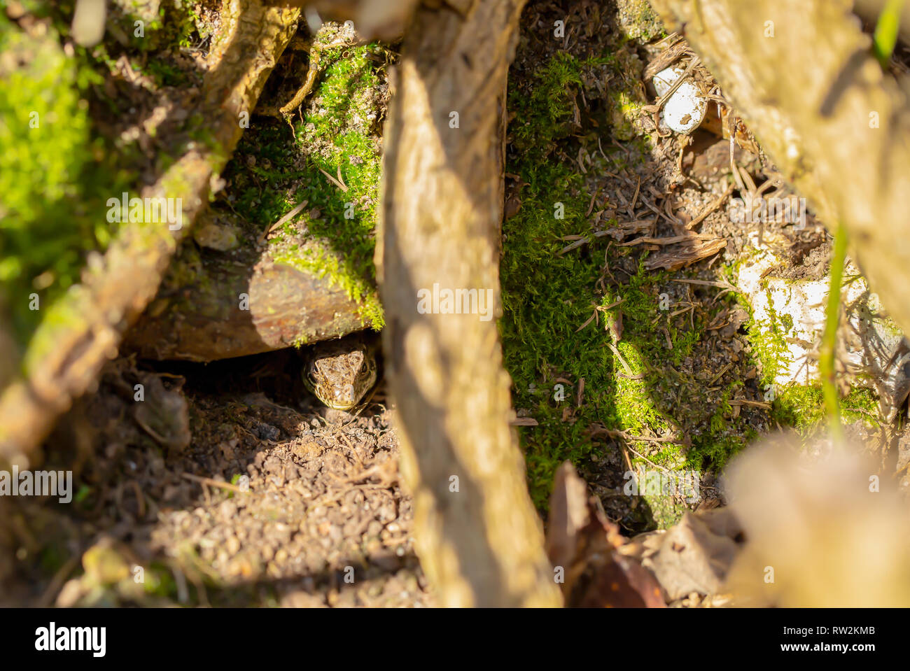 Colour wildlife portrait of a cautious Sand lizard (Lacerta agilis) peeking out of a crevice to check the coast is clear. Taken near Sandbanks, Poole, Stock Photo