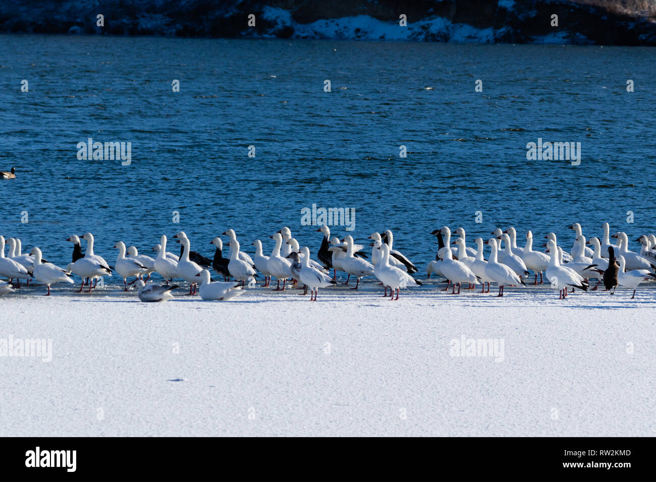 A flock of Snow Geese sit on the frozen part of Lake Scott and rest before continuing their migration, located in Scott City, Kansas 2019 Stock Photo