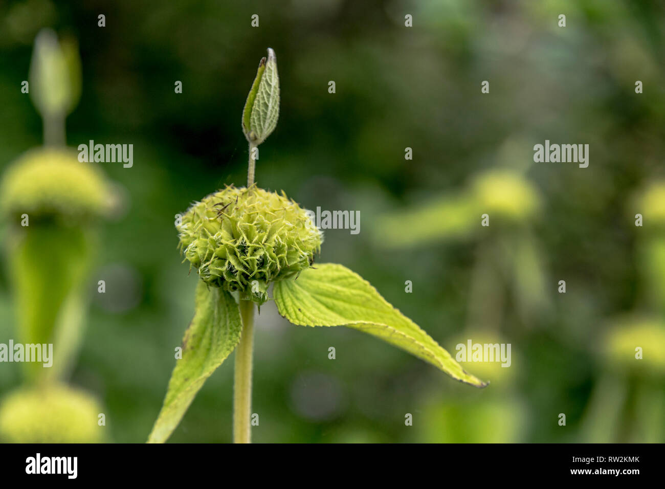 A phlomis russeliana just coming into flower. Stock Photo