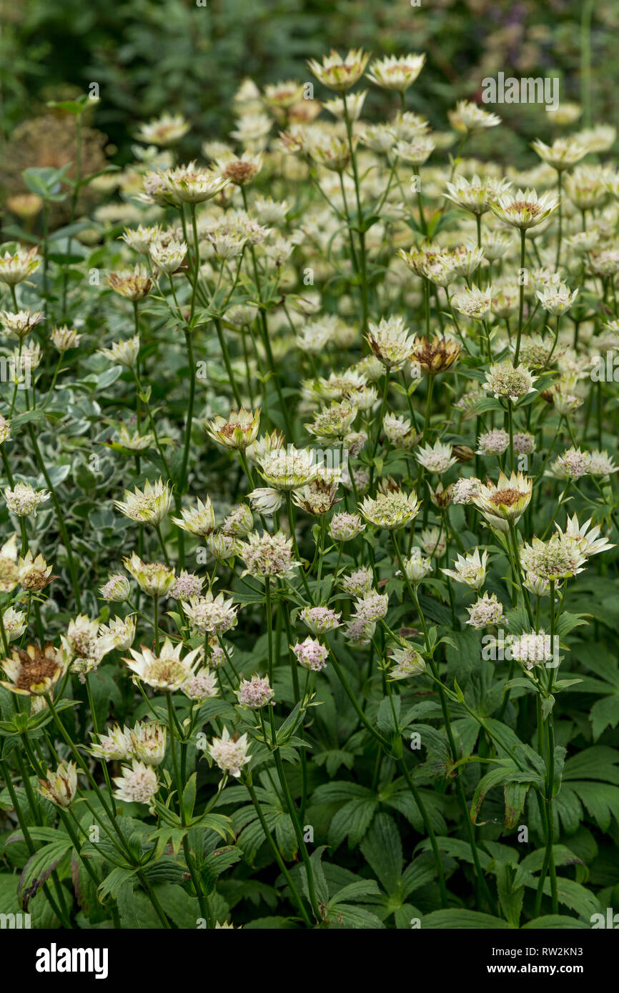 Astrantia in full bloom Stock Photo