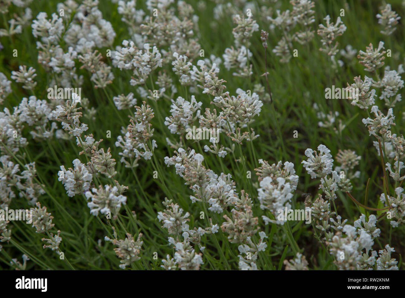 Lavandula angustifolia Alba. White Lavender. Stock Photo