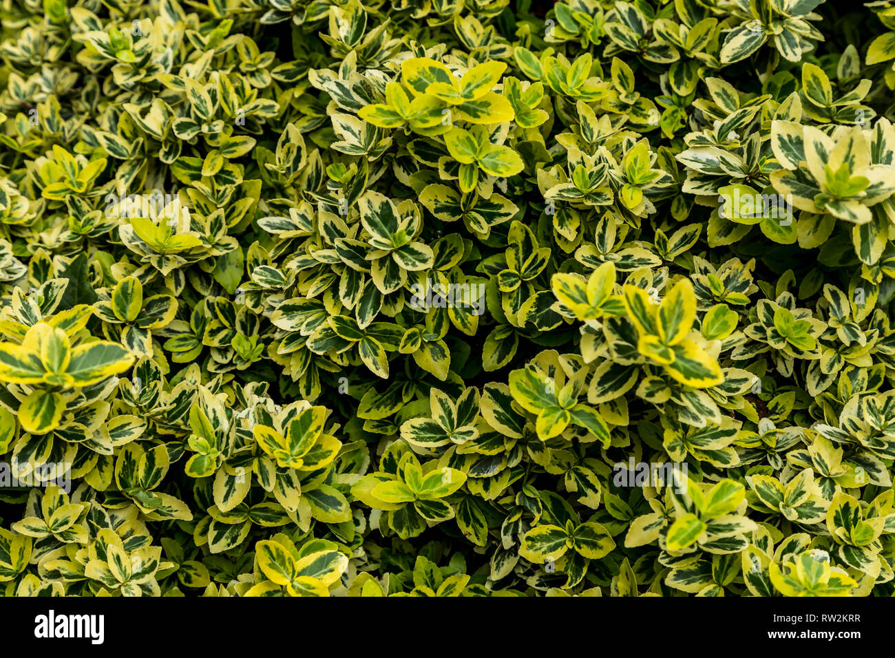 Japanese Spindle Tree Or Shrub High Resolution Stock Photography And Images Alamy