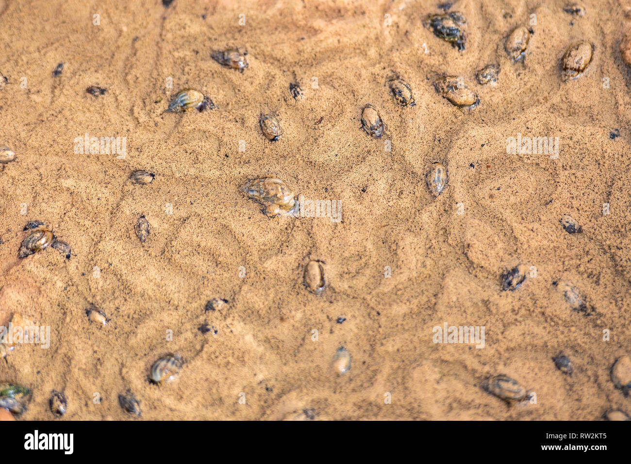 Snails burrow through sand underwater, Tighmert Oasis, Morocco Stock Photo Alamy