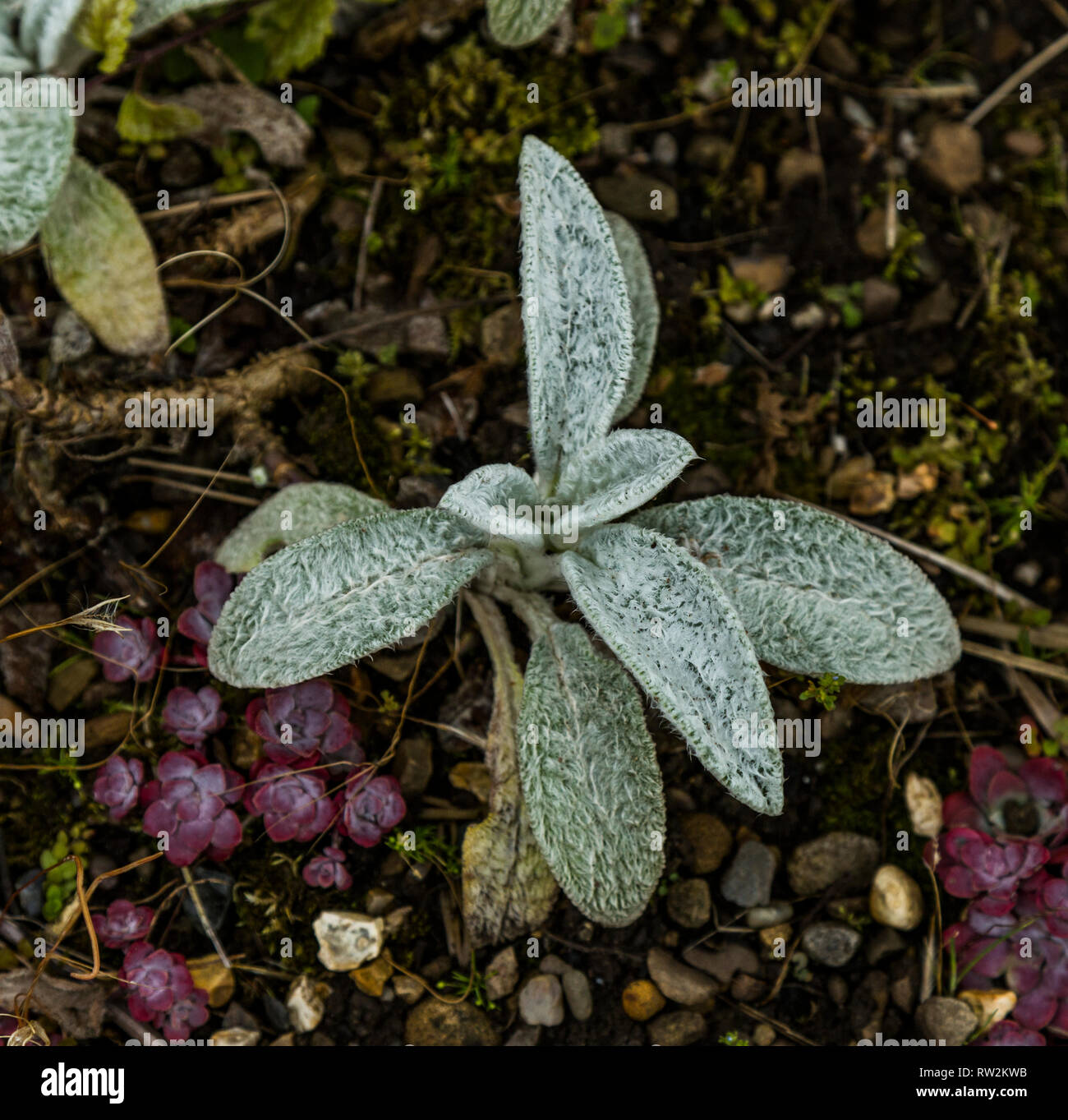 A small Lambs Ear plant (UK Stock Photo Alamy
