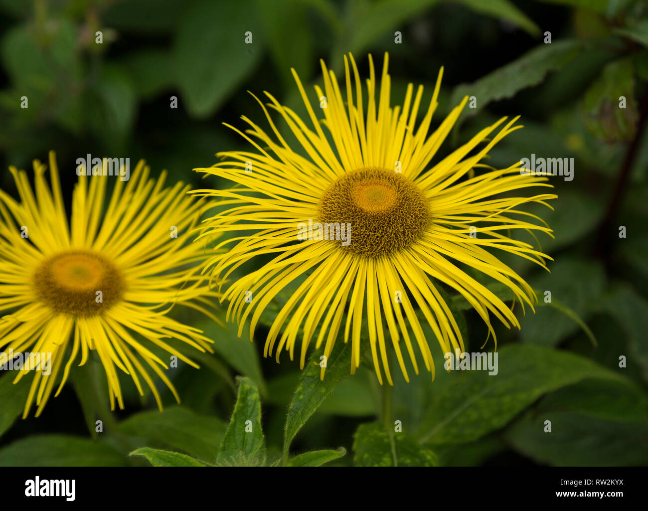 Inula Hookeri  flowers close up. Stock Photo