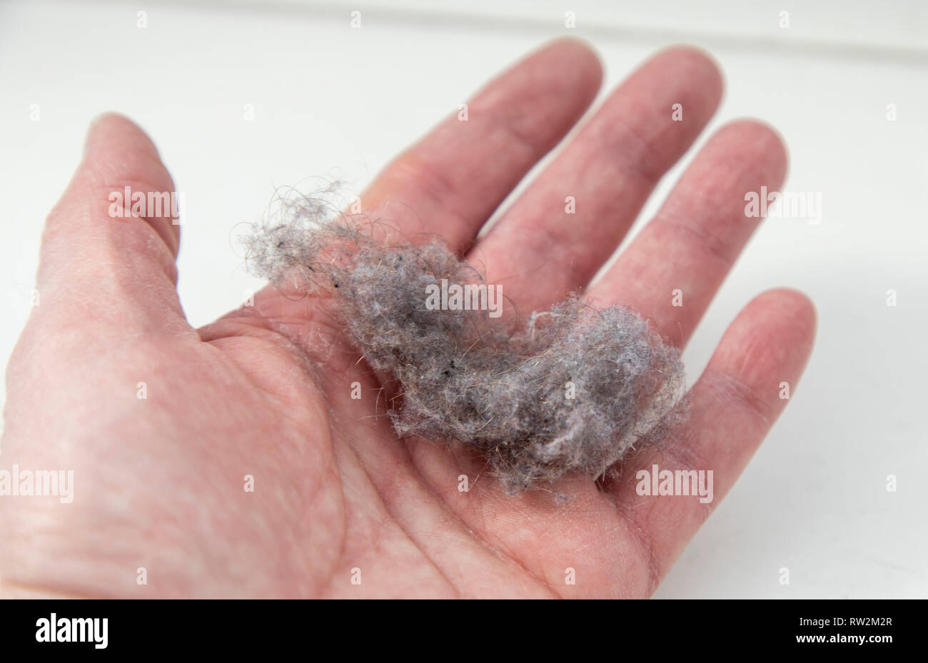 House Dust Woolly Mice Dustbin Stock Photo Alamy House Dust Woolly Mice Dustbin Stock Photo Alamy
