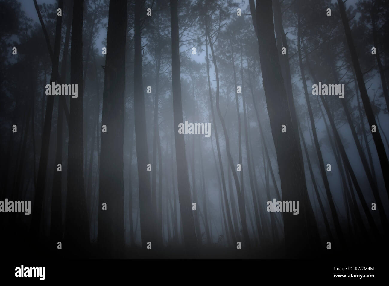 Mysterious dark foggy forest at dusk or night Stock Photo - Alamy