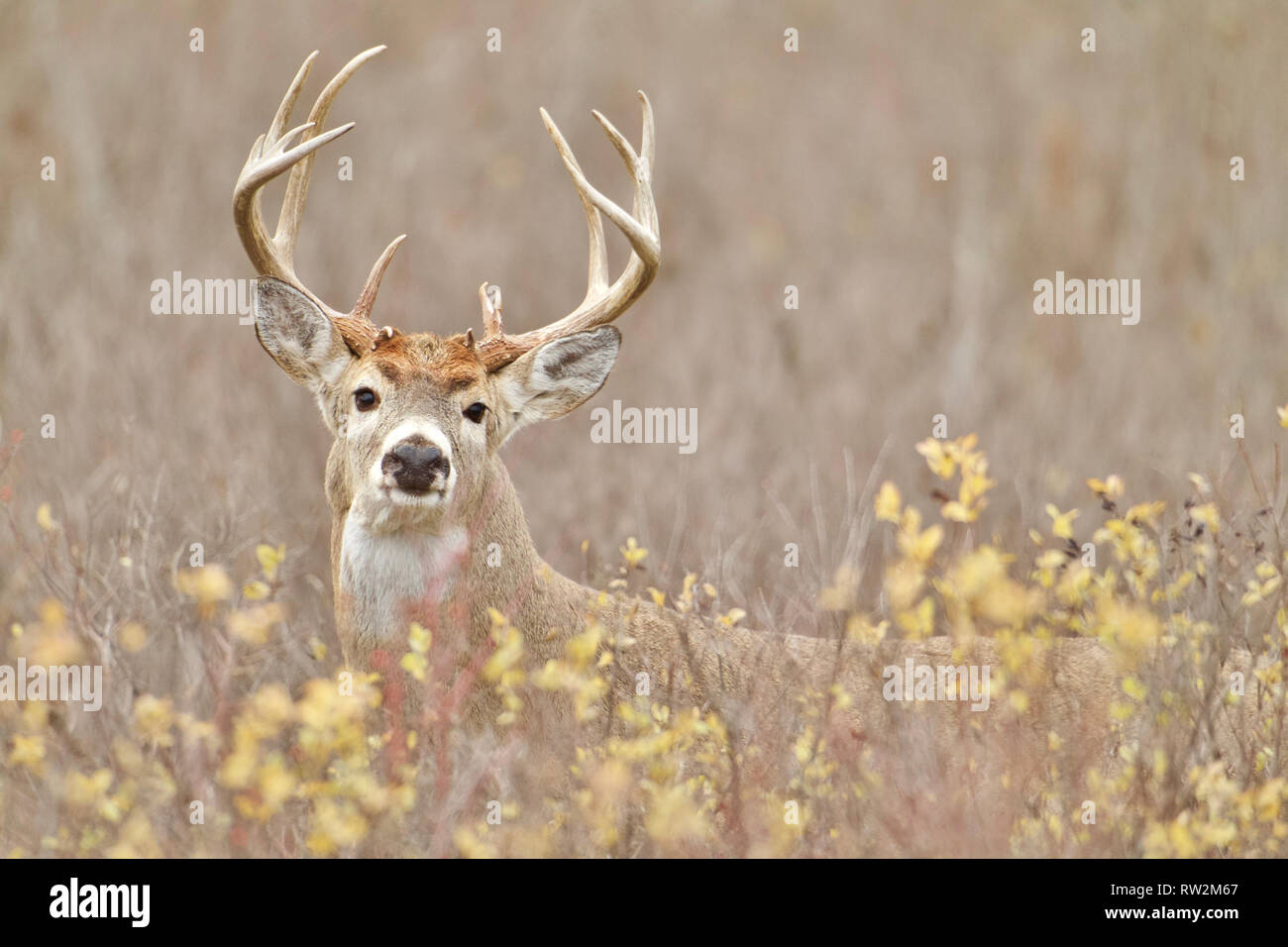Mature Whitetail Deer buck in fall colors during the autumn breeding season Stock Photo