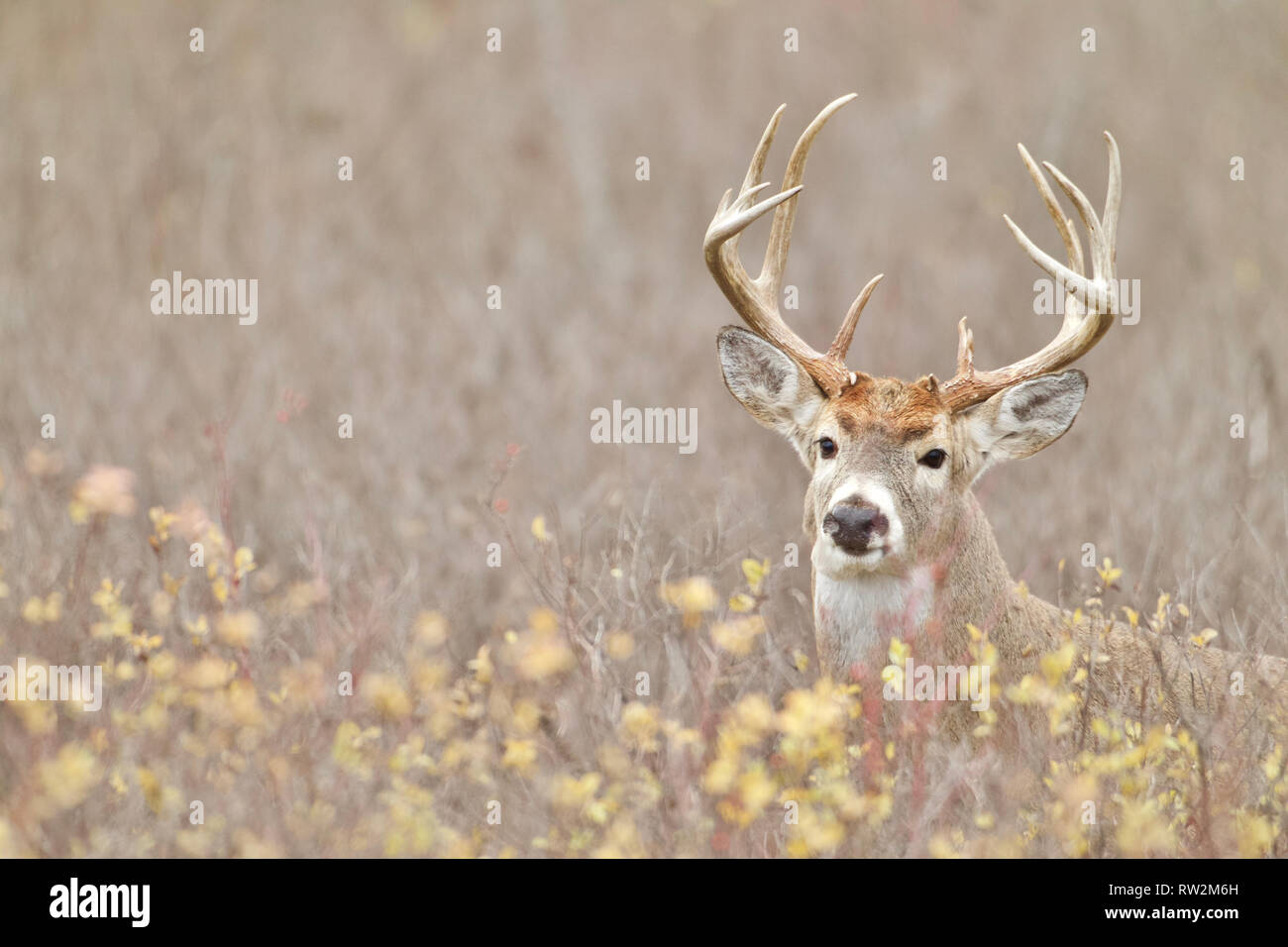 Mature Whitetail Deer buck in fall colors during the autumn breeding season Stock Photo