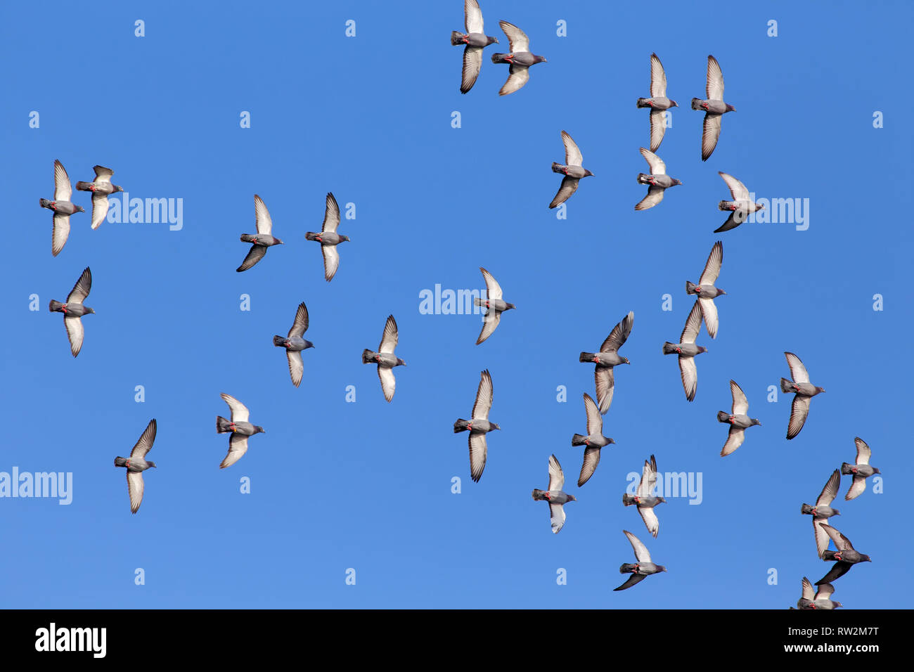 Pigeon peace carrier pigeon hires stock photography and images  alamy Pigeon peace carrier pigeon hires stock photography and images  alamy