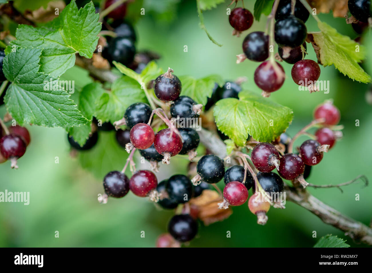 Blackcurrants (Ribes nigrum) growing on a vine ,Bialystok, Poland Stock Photo