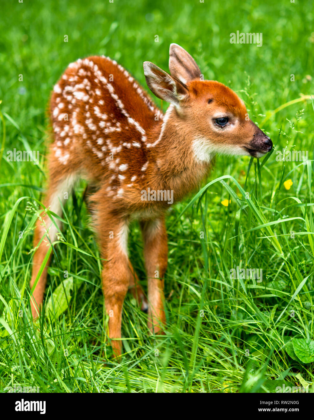 Baby whitetail male deer fawn Stock Photo