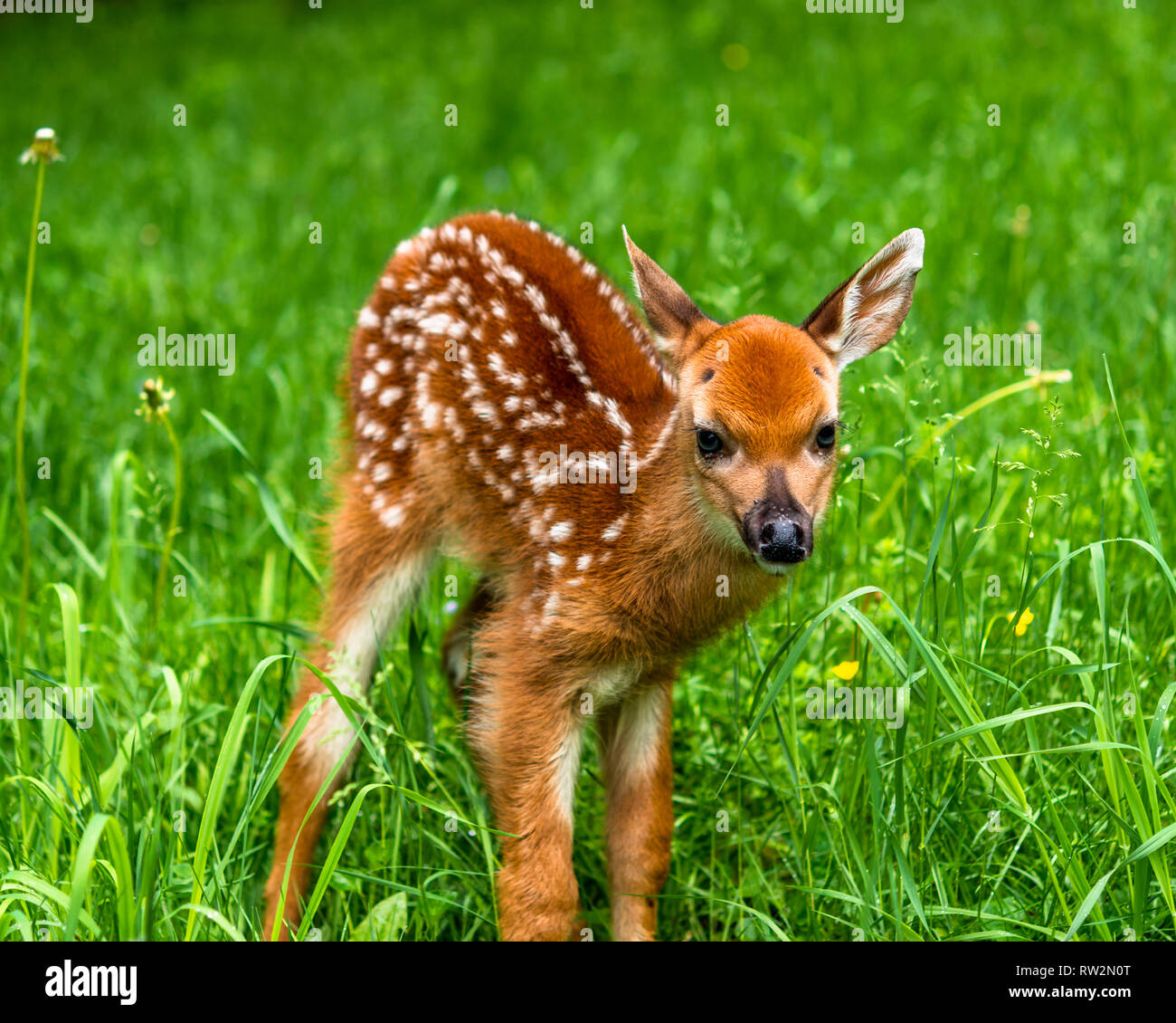 Baby whitetail male deer fawn Stock Photo