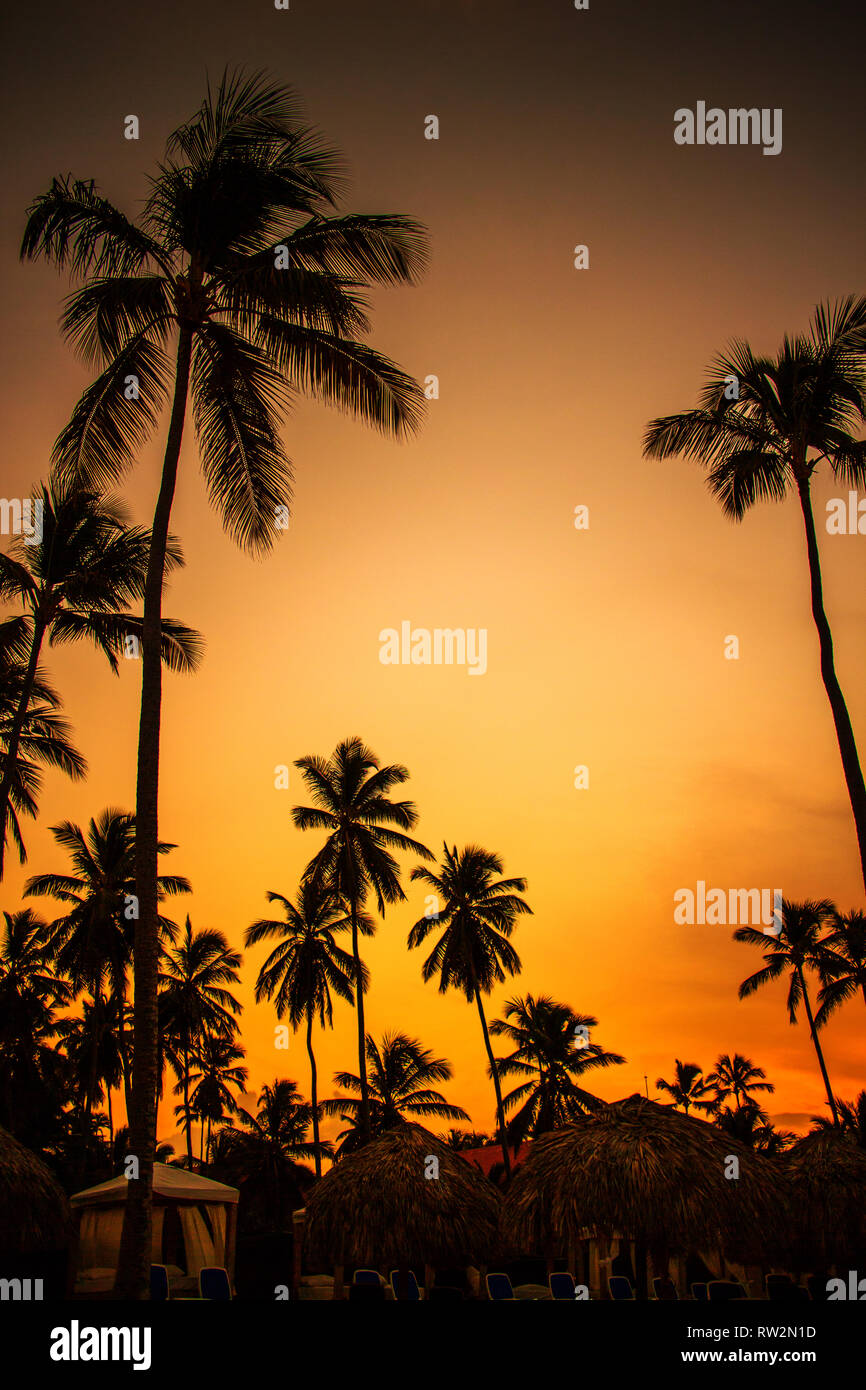 Beautiful sunset with palm tree, beach and red sky Stock Photo