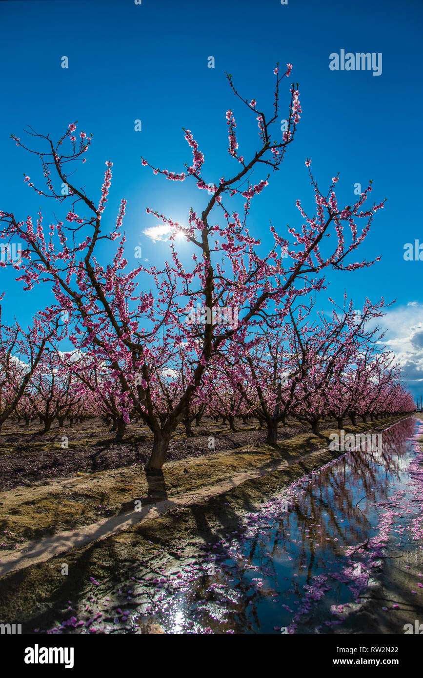 Pink Blossoms Stock Photo