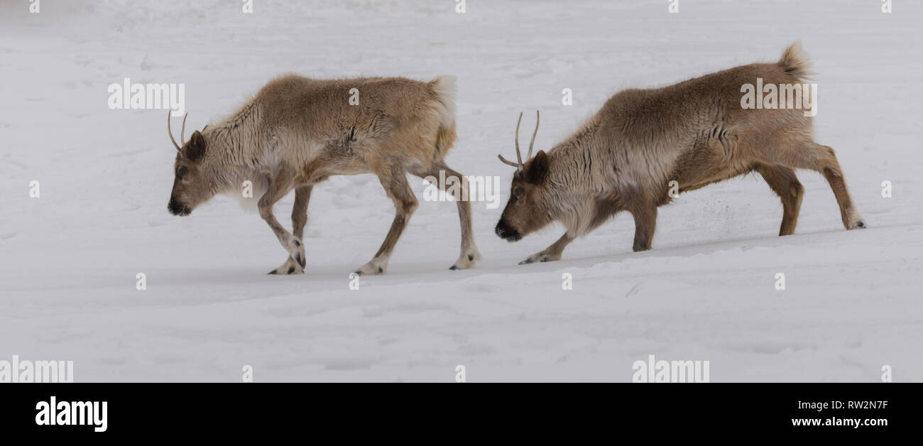 Caribou walking in pair in the snow Stock Photo