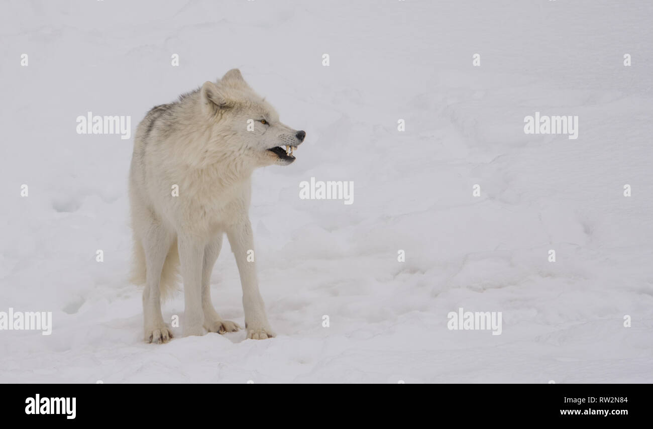 An angry arctic wolf looking for a fight Stock Photo