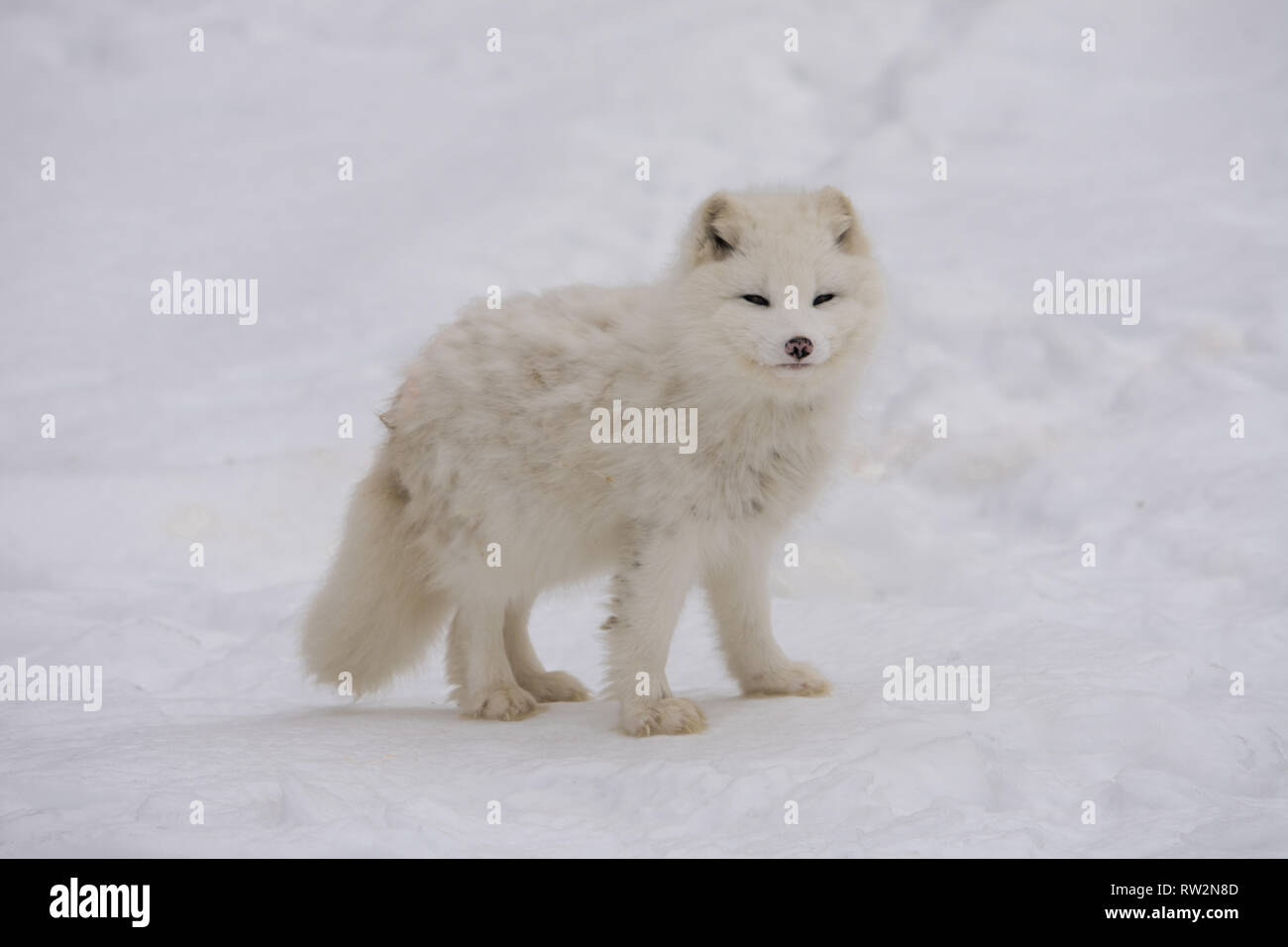 Arctic fox pausing for the camera Stock Photo