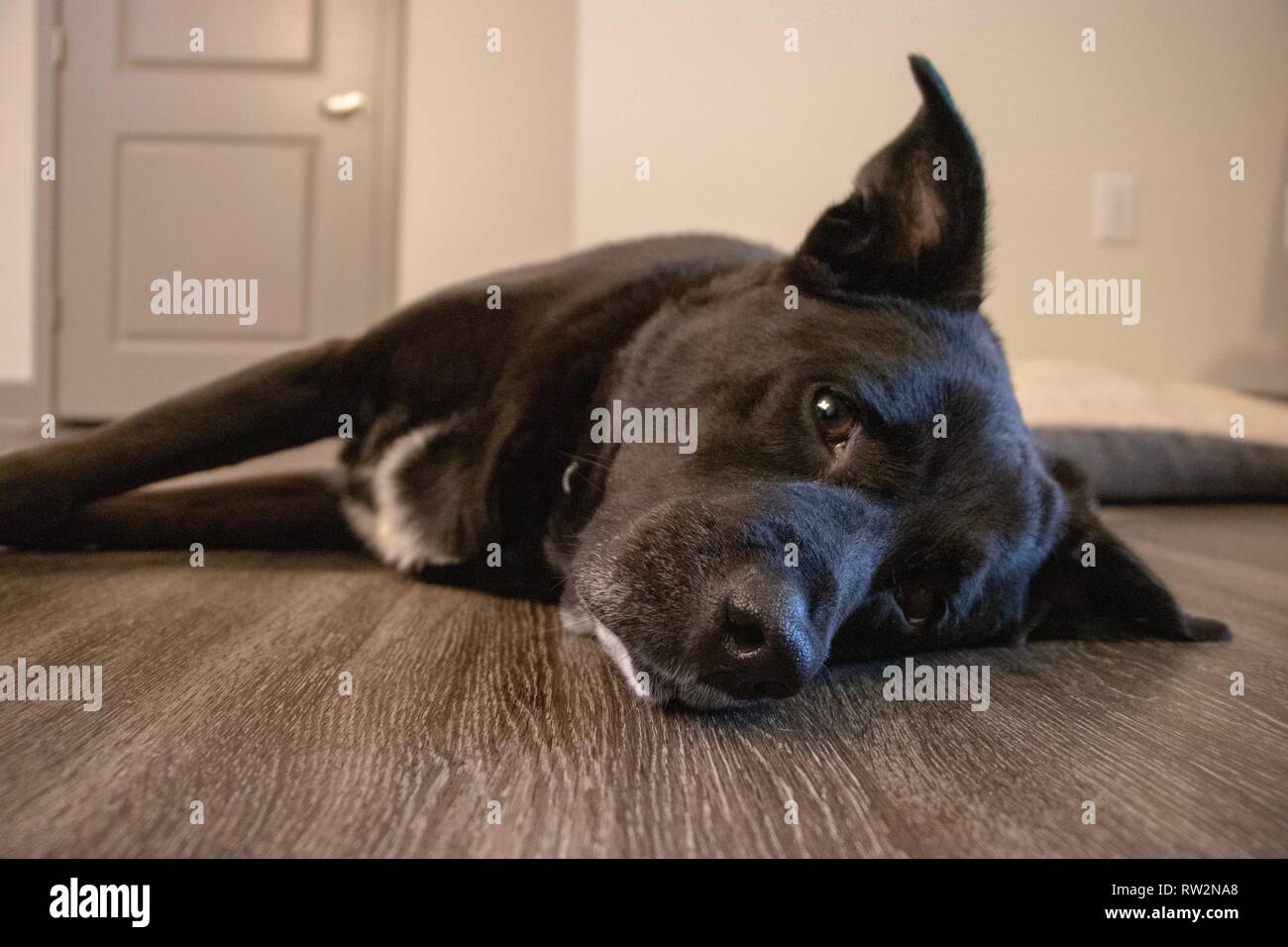 Mans best friend Stock Photo