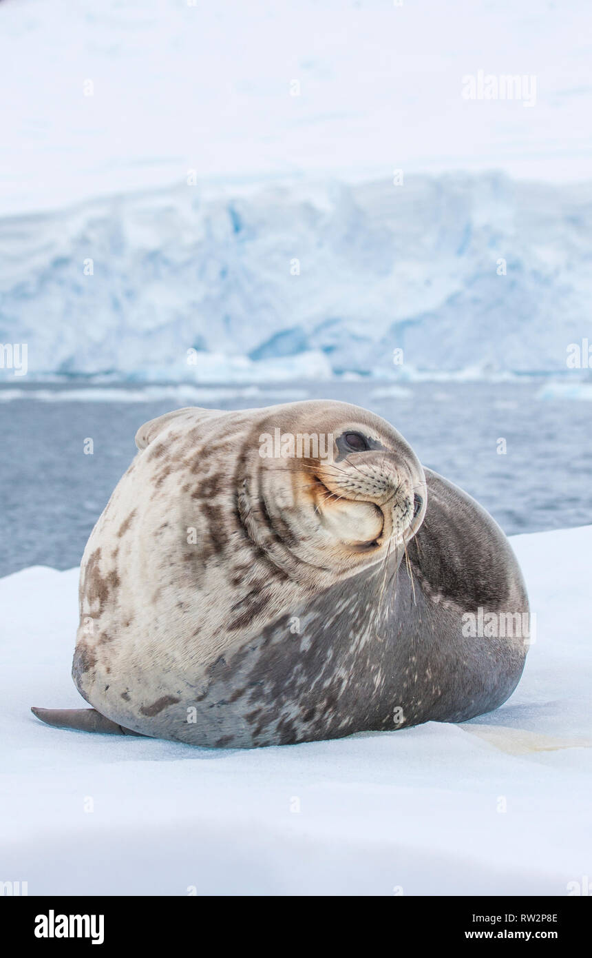 weddell seal in antarctic peninsula Stock Photo