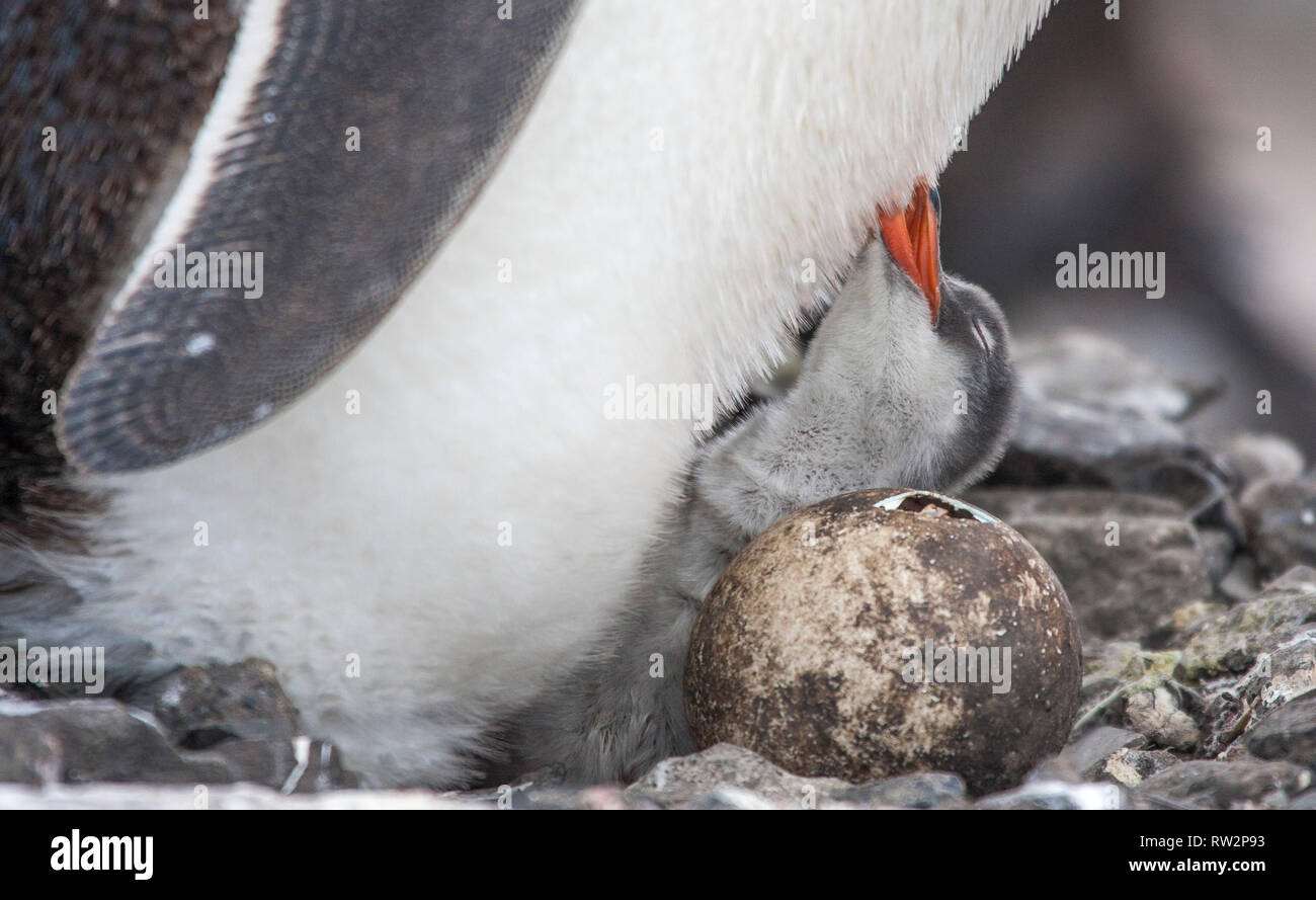 Gentoo penguin chick with its parent in antarctic Peninsula Stock Photo