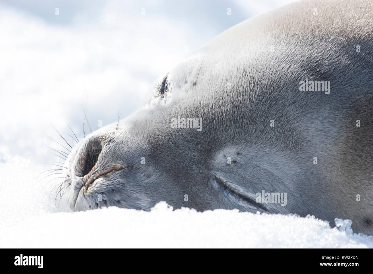 sleeping weddell seal in antarctic peninsula Stock Photo