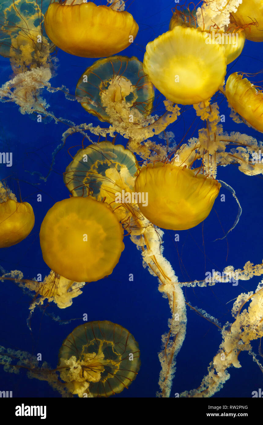 Dangerous sea creatures hires stock photography and images Alamy