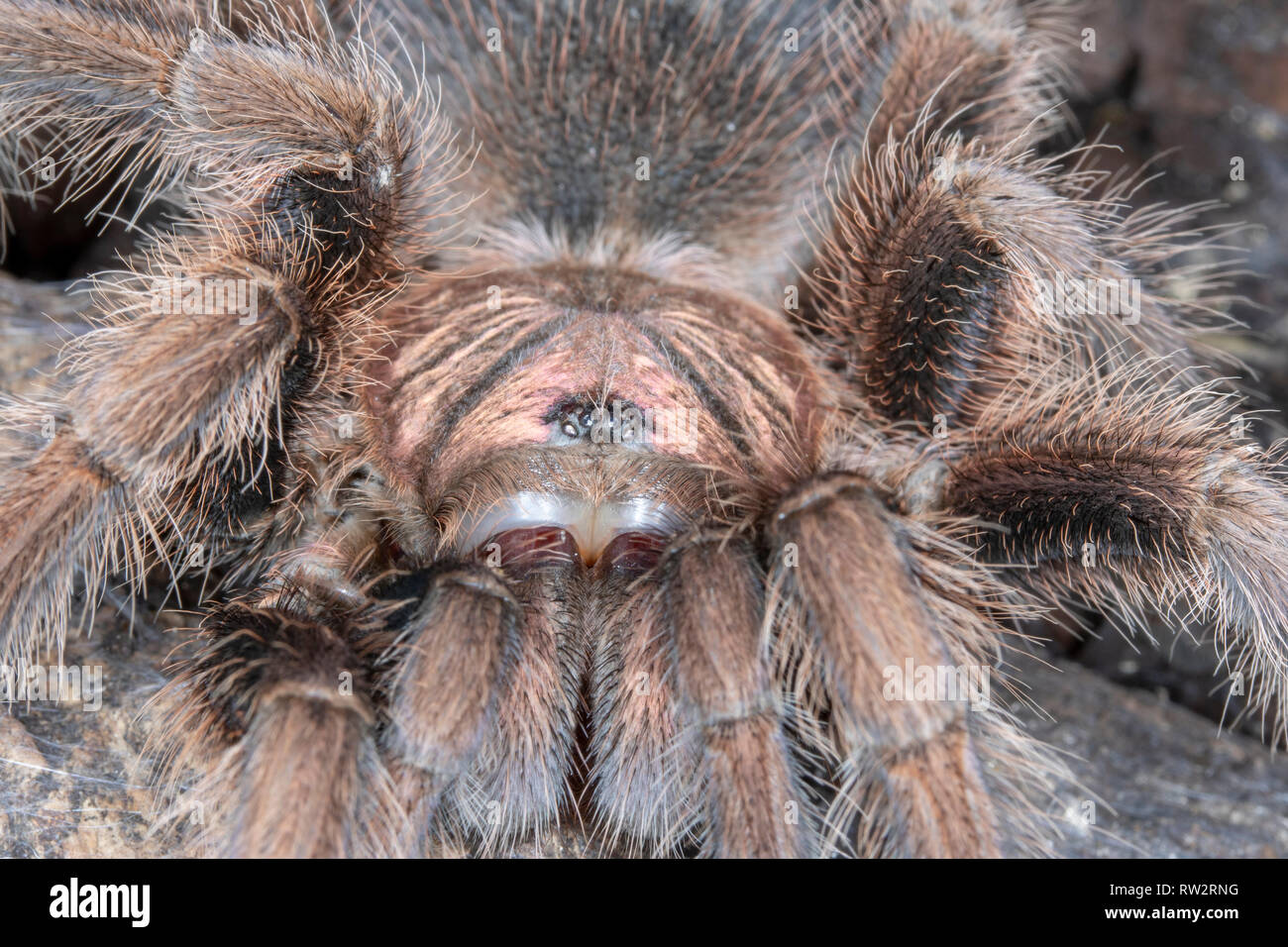 Chile Rose Tarantula Stock Photo Alamy