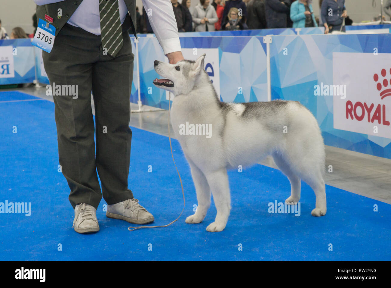 Siberian husky female with handler standing in rack attending dog