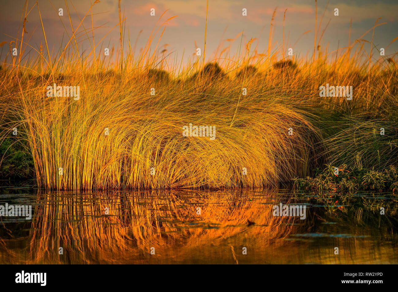 Golden hours image of reeds reflected in water in Okavango Delta Stock ...