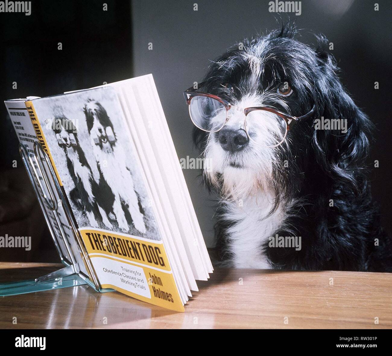 Ben the obedient dog reading a book - February 1976 Stock Photo
