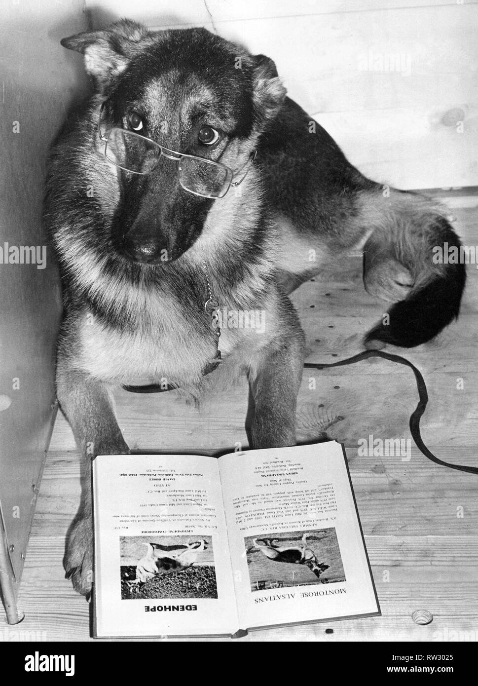 Studying form at Olympia today. 'Montorose Valentine,' an Alsation passed the time at Olympia reading about the opposition from a handbook on dogs. Stock Photo