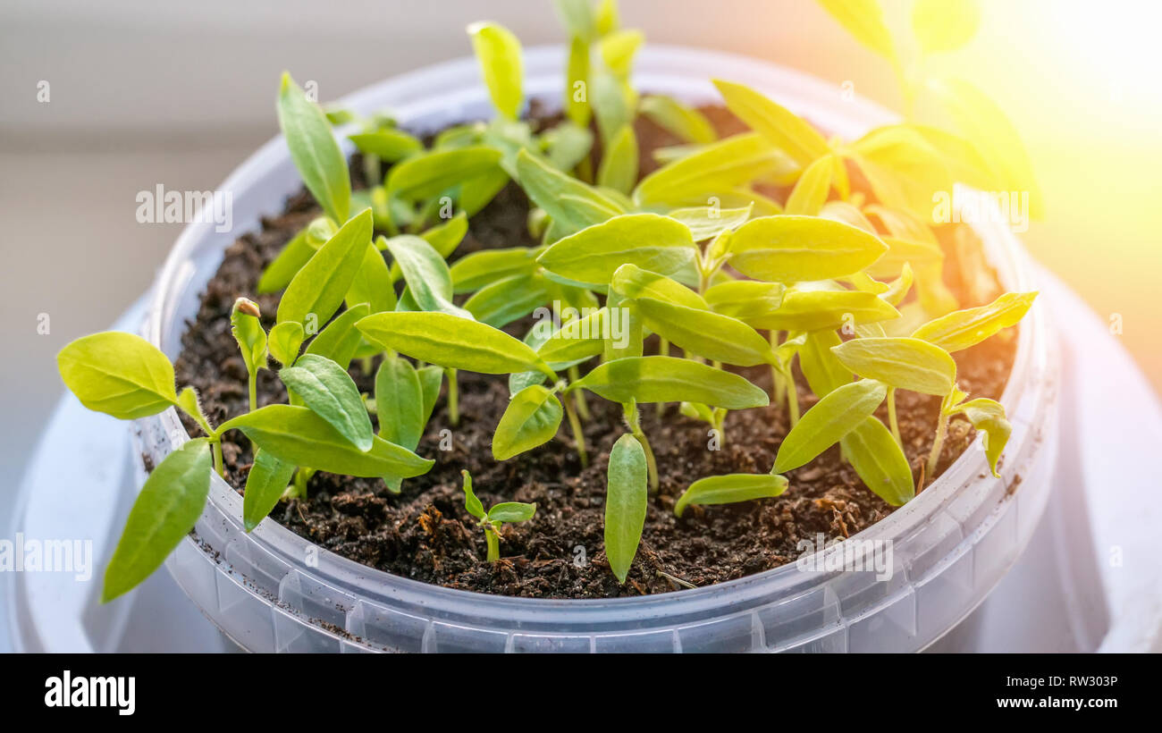 Growing seedlings of tomatoes and peppers on the windowsill in plastic