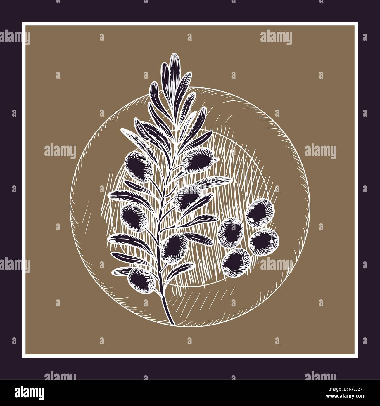 olive flower drawing isolated icon Stock Vector Image & Art Alamy