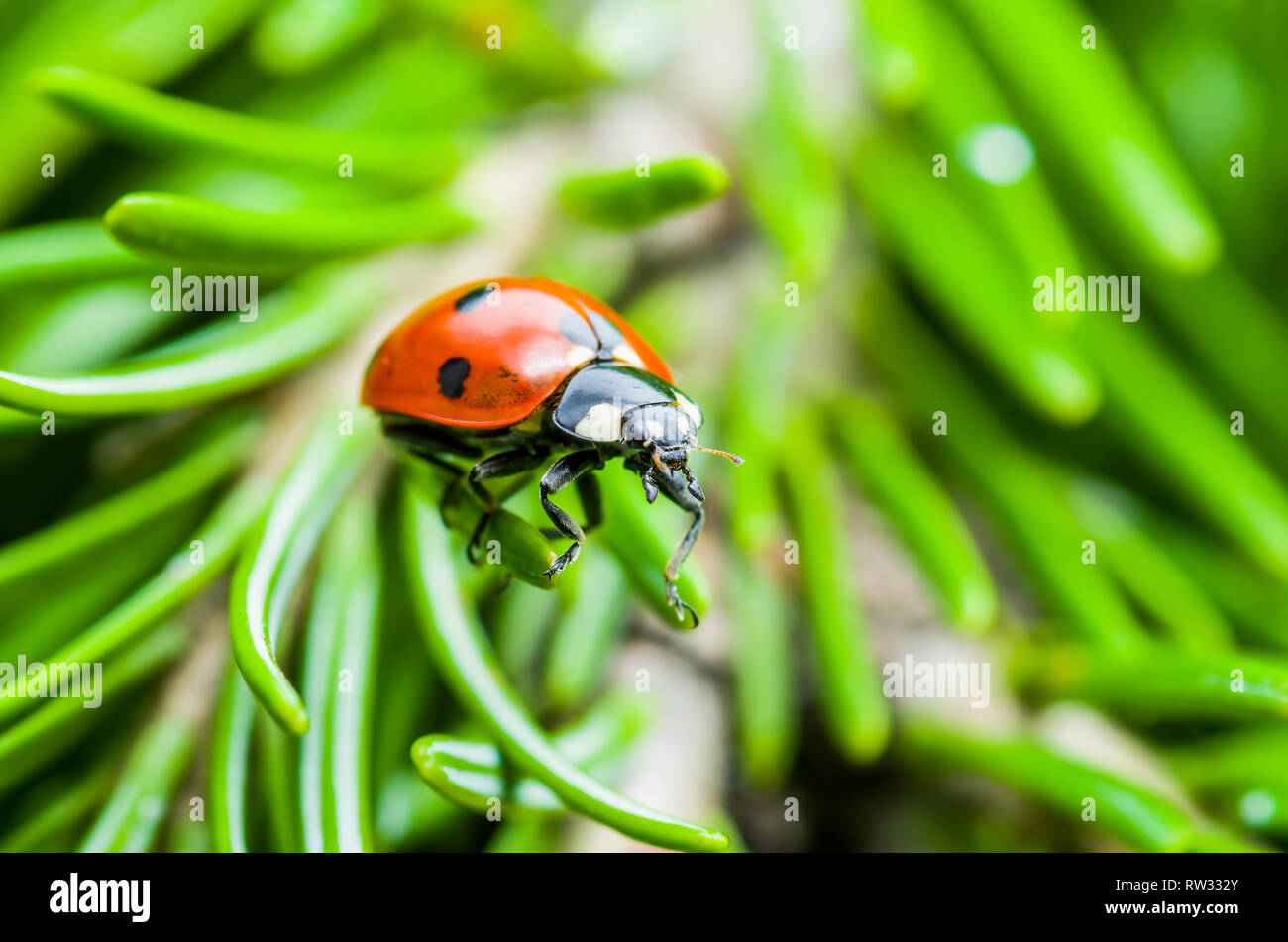 Ladybug Insect Crawling on Green Fir Macro Stock Photo