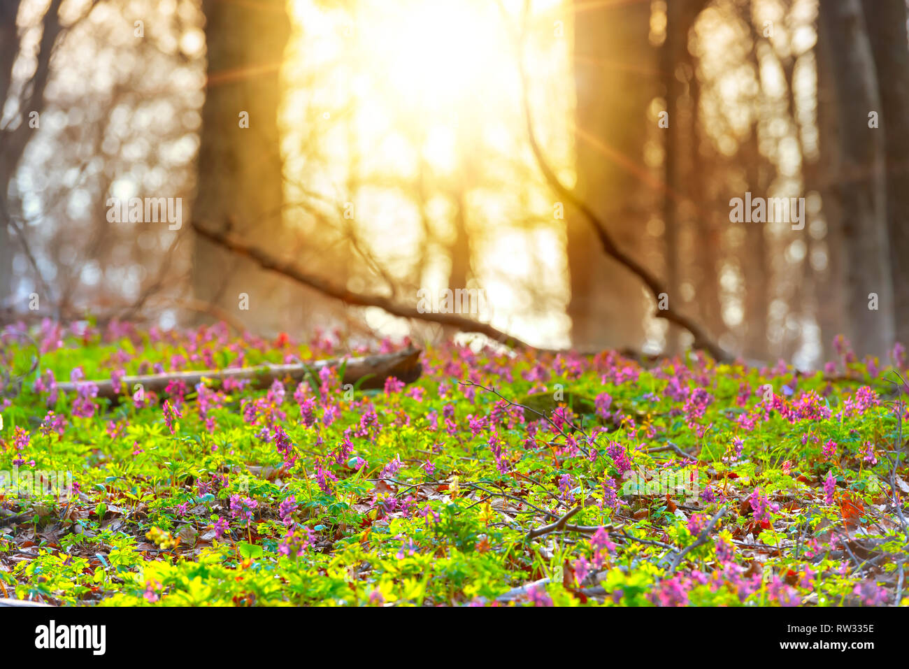 Scenic Magical Spring Forest Background Of Violet Hollowroot Corydalis Cava Early Spring Wild Flowers In Bloom With Blurred Trees In Background Sun Stock Photo Alamy