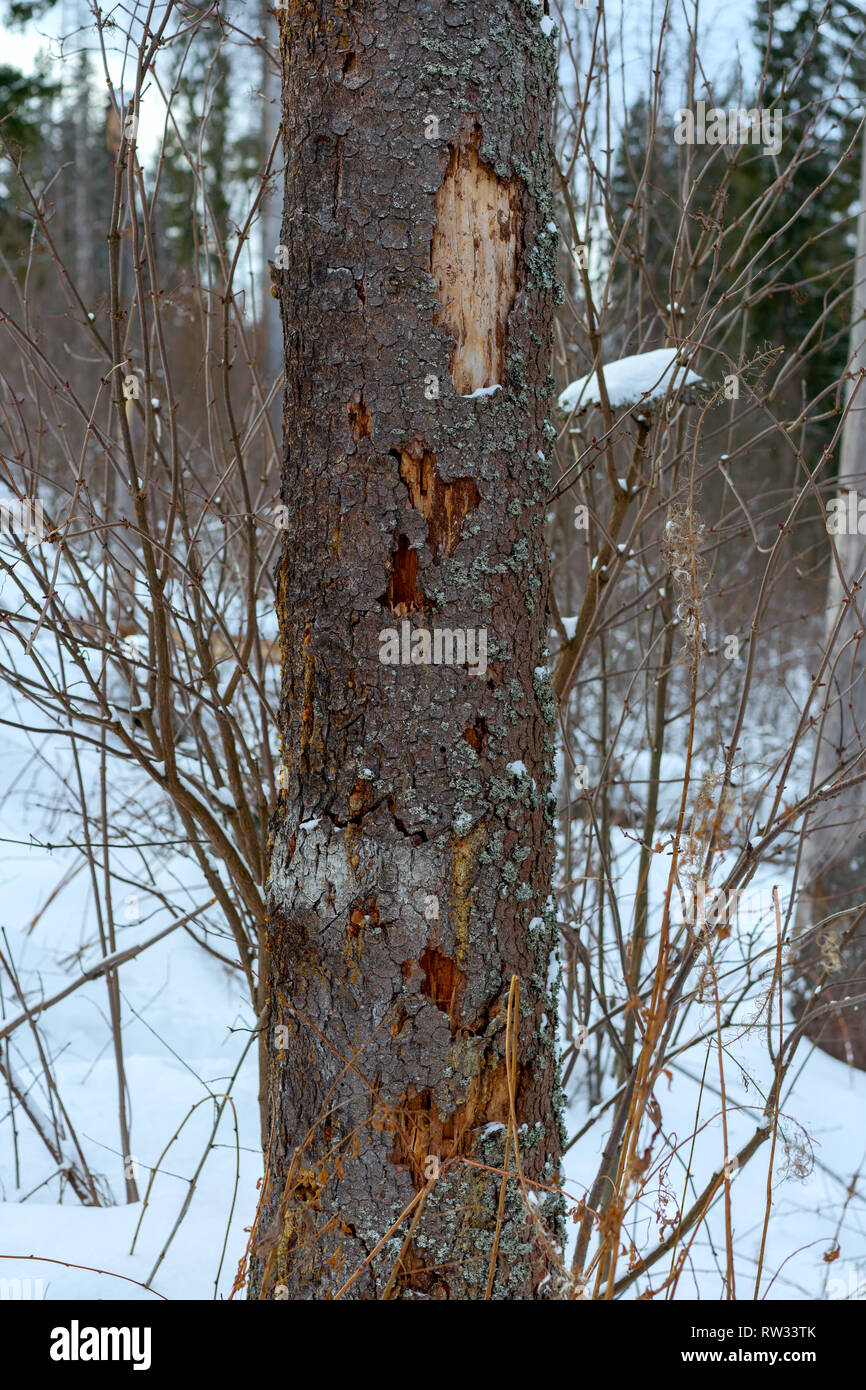 Damage on tree after the European spruce bark beetle (Ips typographus