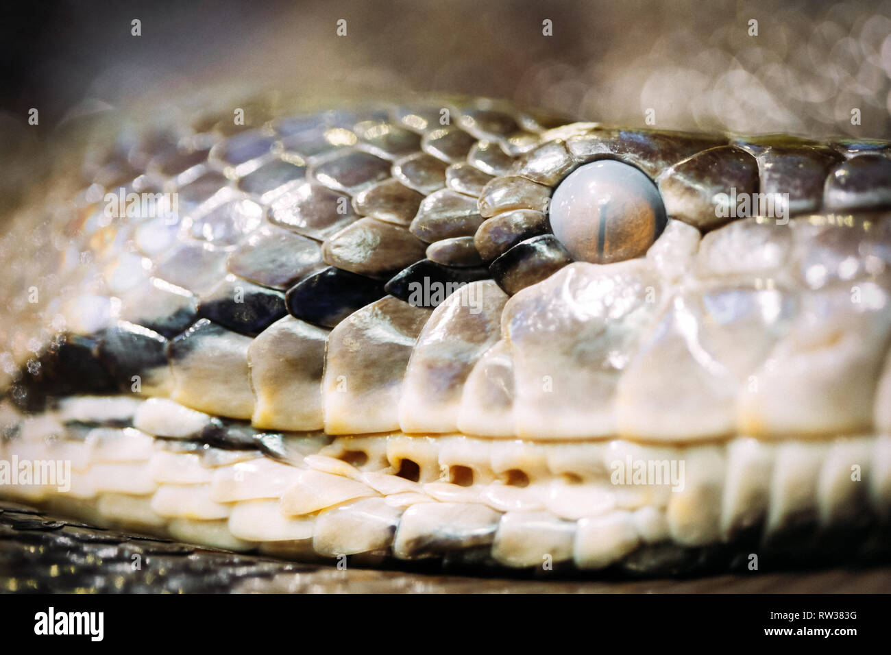 Close-up picture of dangerous grown up python Stock Photo - Alamy