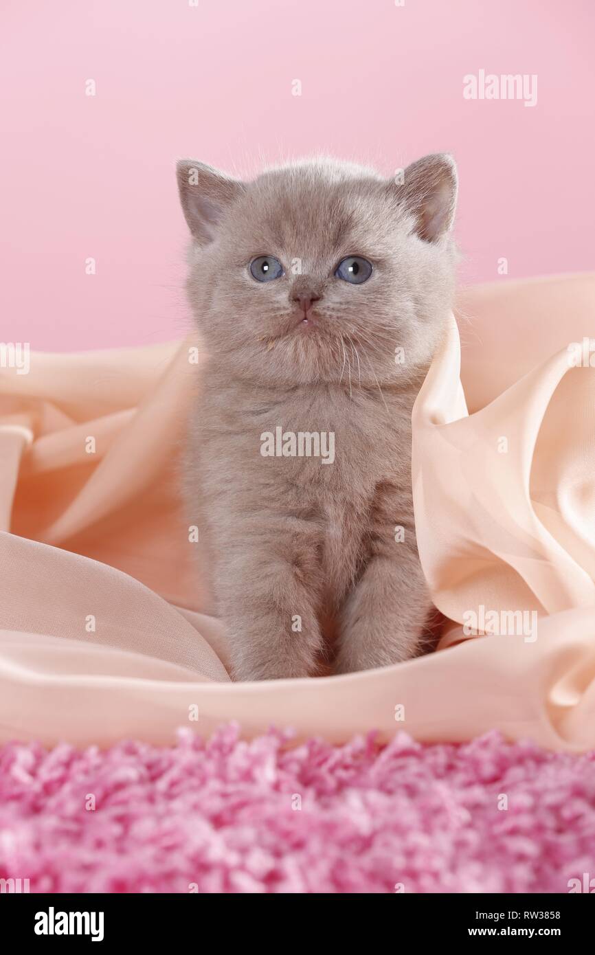 British Shorthair Kitten Stock Photo Alamy