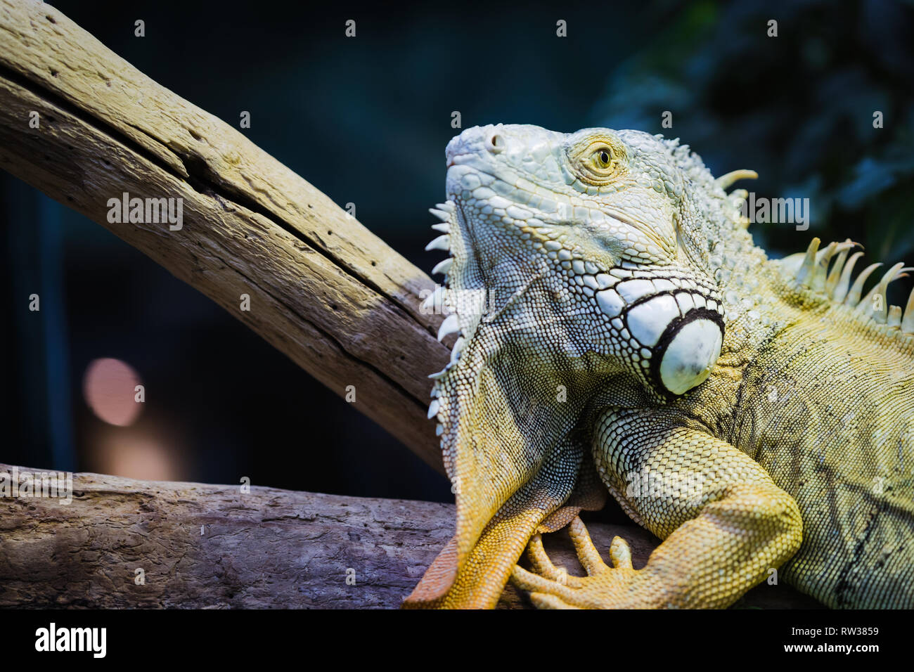 Green Iguana on branch Stock Photo