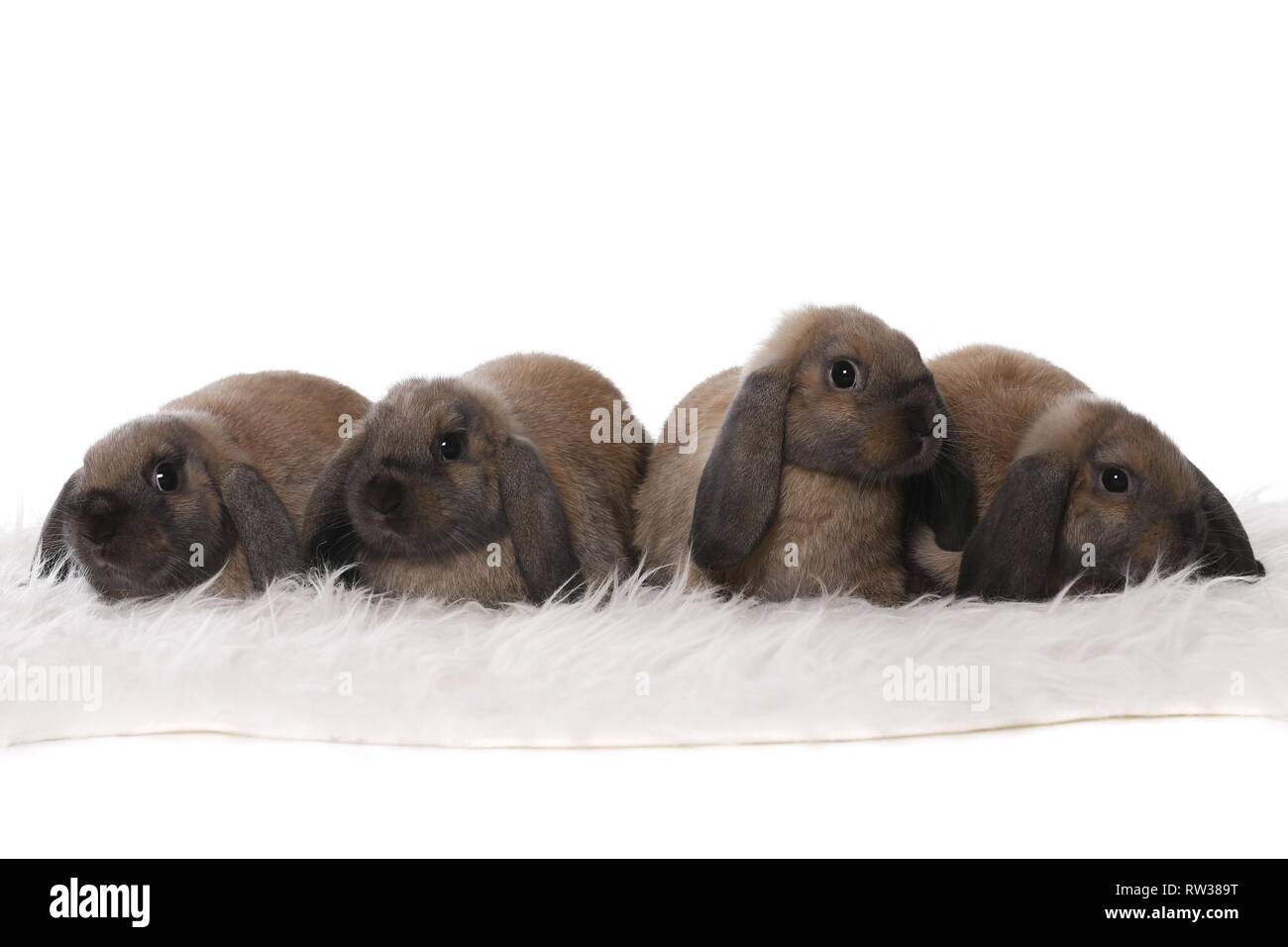 Mini lop ear rabbit Cut Out Stock Images & Pictures - Alamy