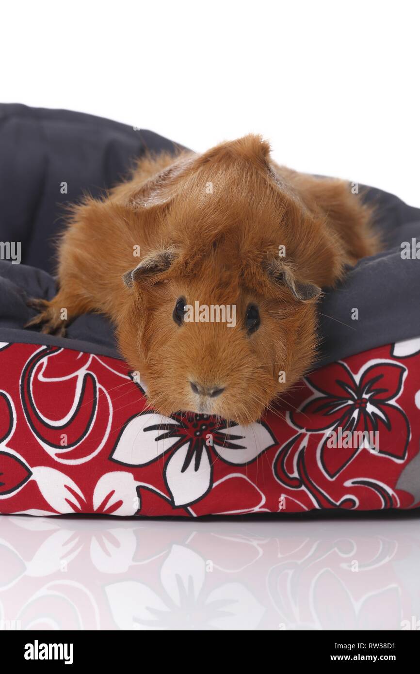 Apple Plush Bed for Guinea Pigs