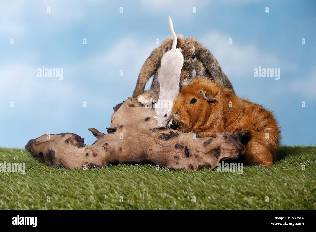 rabbit, guinea pig and mouse Stock Photo Alamy