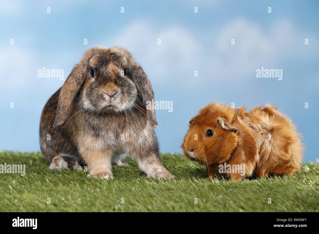 rabbit and guinea pig Stock Photo Alamy