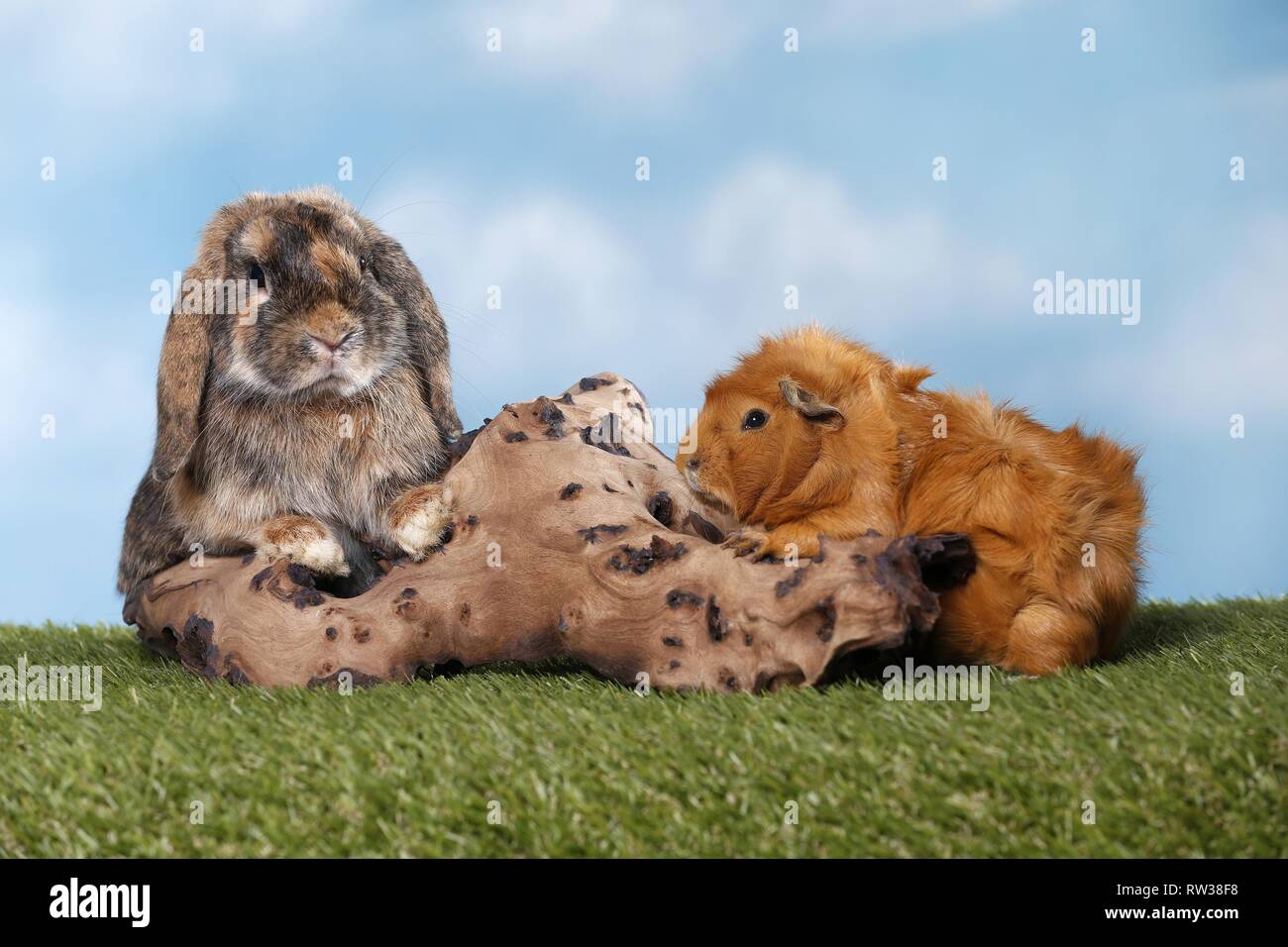 rabbit and guinea pig Stock Photo Alamy