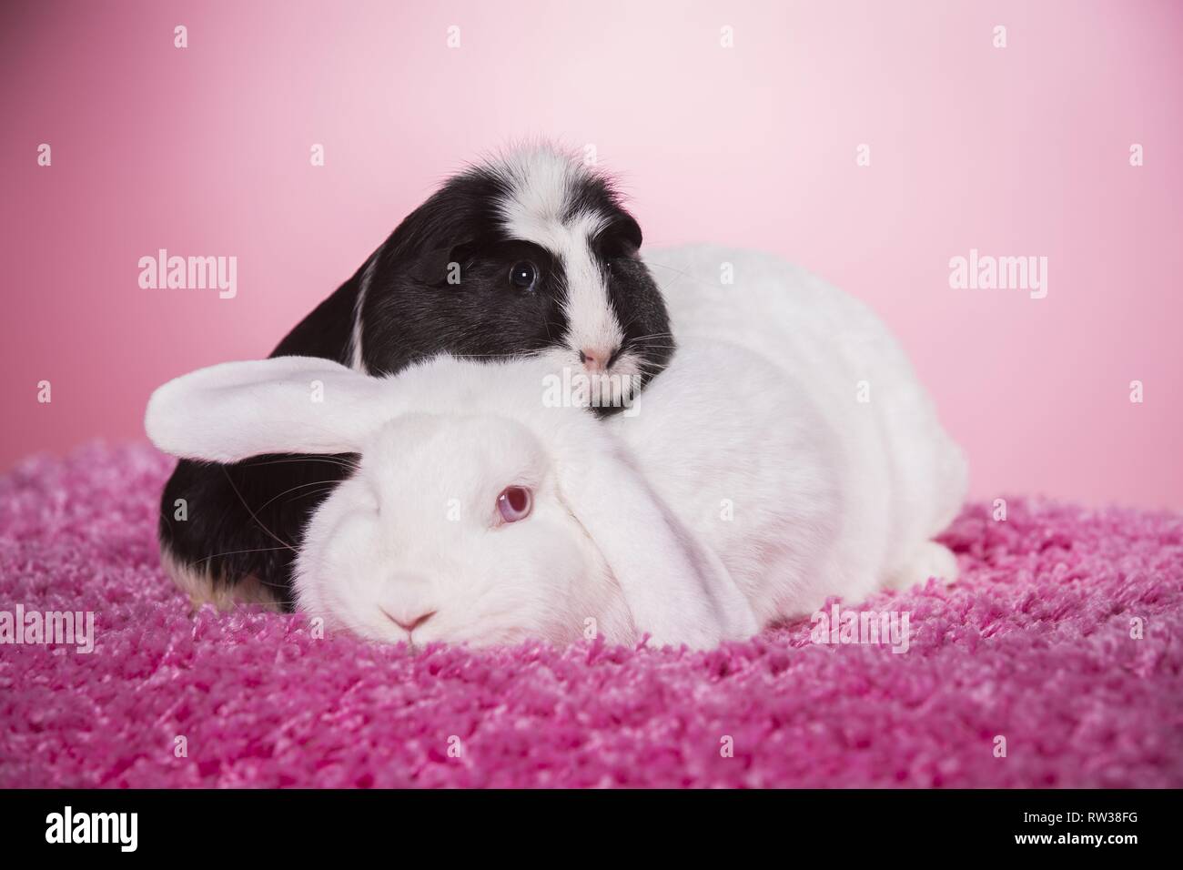 rabbit and guinea pig Stock Photo Alamy