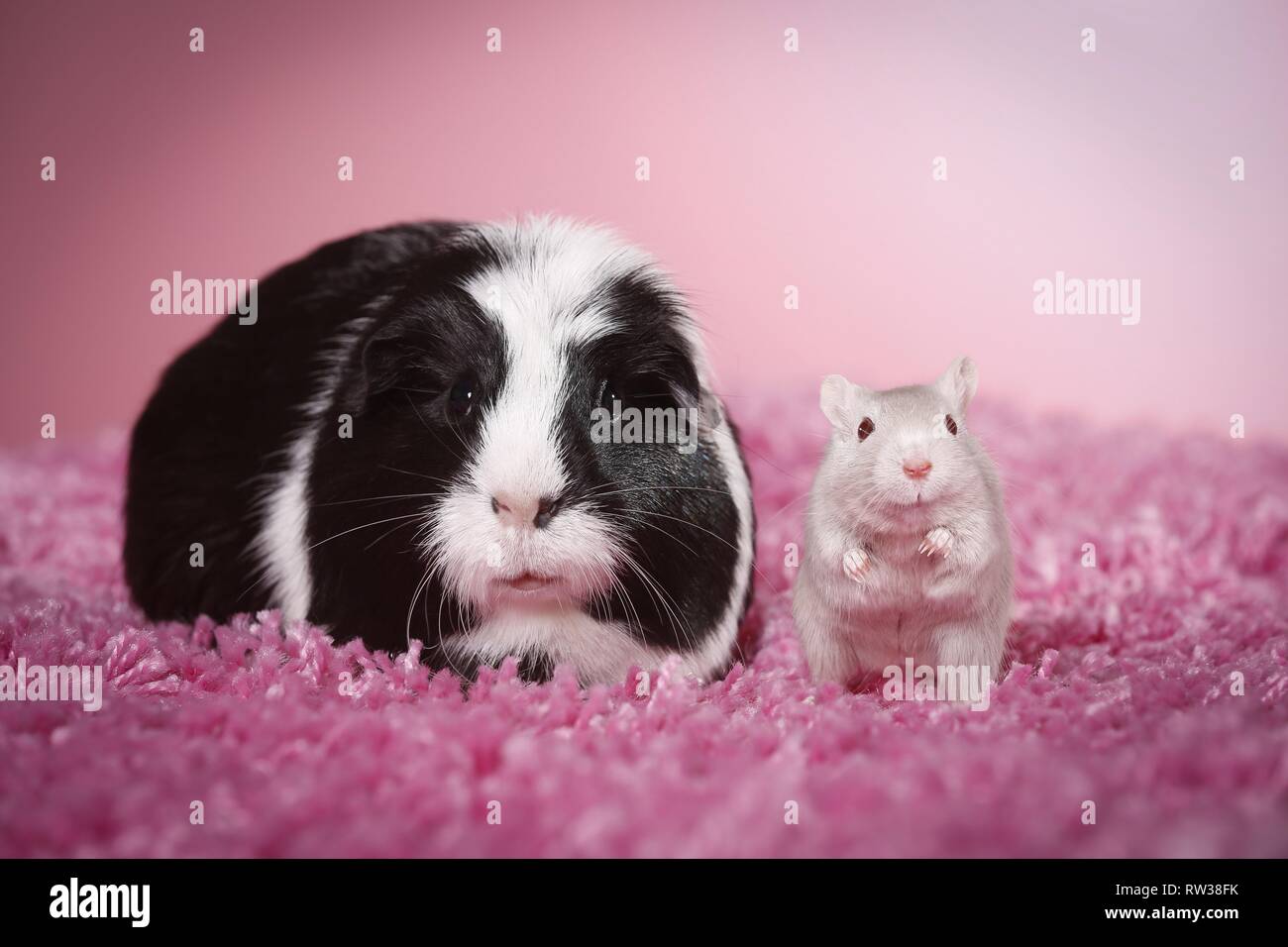 guinea pig and mouse Stock Photo