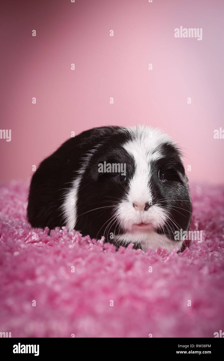 Piebald pig hires stock photography and images Alamy