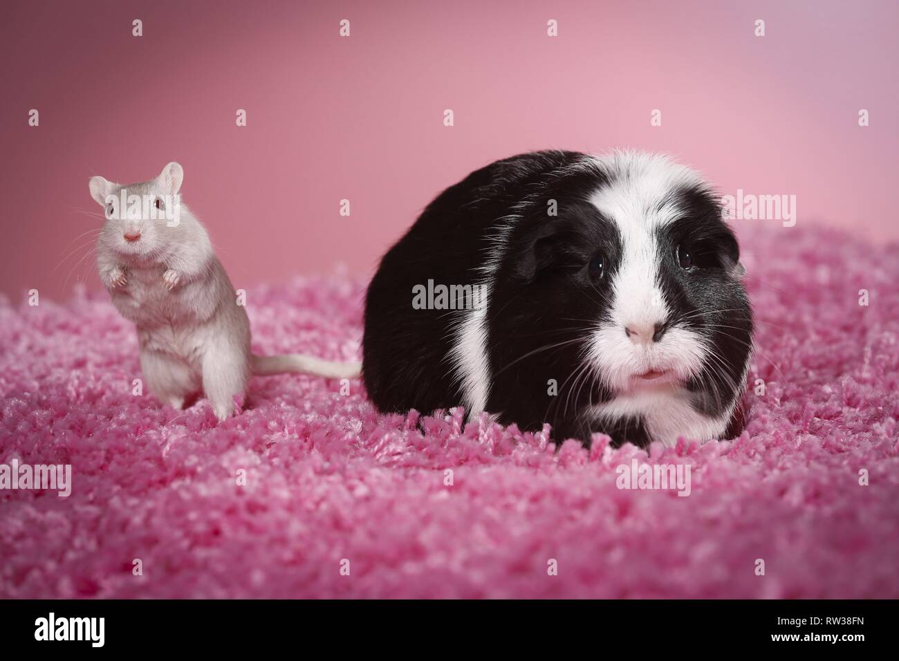 guinea pig and mouse Stock Photo - Alamy